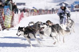 Lenk 2013